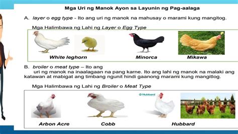 ibat ibang uri ng manok at pangalan nito|Mga Uri NG Manok .